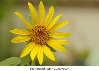 Close-up Of Mini Sunflower (common Sunflower)