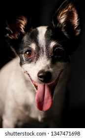 Closeup Of A Miniature Fox Terrier With A Black Background