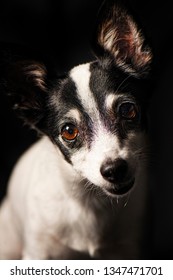 Closeup Of A Miniature Fox Terrier With A Black Background