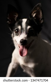 Closeup Of A Miniature Fox Terrier With A Black Background