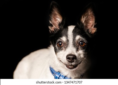 Closeup Of A Miniature Fox Terrier With A Black Background