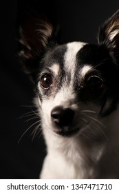 Closeup Of A Miniature Fox Terrier With A Black Background