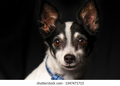 Closeup Of A Miniature Fox Terrier With A Black Background