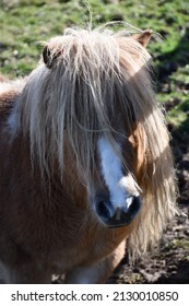 A Closeup Of A Miniature Pony