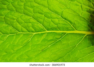 Closeup Mint Leaves For Background And Texture