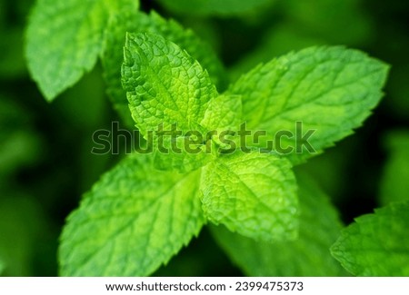 Close-up of mint leaves. Natural background. Wallpaper. Selective focus.