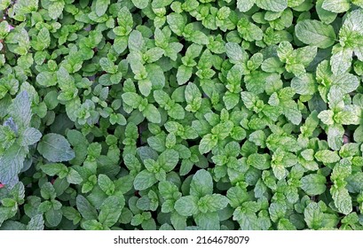 2,130 Mint plantation Images, Stock Photos & Vectors | Shutterstock