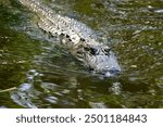 Close-up of a Mississippi alligator, also called American alligator, swimming through the Louisianas swamp waters with its head out of the water.