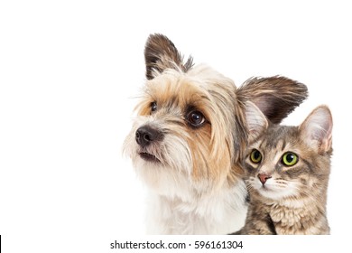 Closeup of mixed small breed dog and tabby cat looking up together over white with copy space