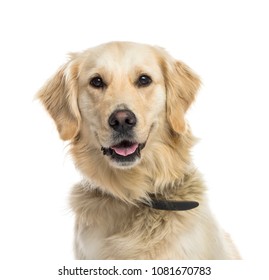Close-up of a mixed-breed Dog panting, isolated - Shutterstock ID 1081670783