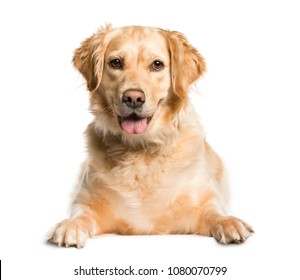 Close-up Of A Mixed-breed Dog, Dog, Pet, Studio Photography, Isolated