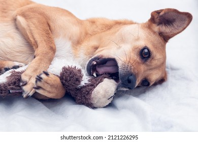 Close-up of mixed-breed female dog lying on a white bed playing with a stuffed toy between her paws and opening the mouth to bite it