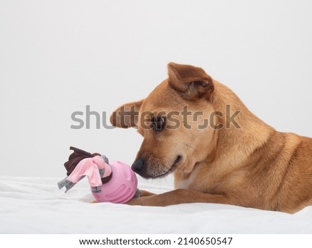 Close-up of mixed-breed female dog lying on a white bed with a sweet face expression looking at and smelling a pink chew toy with a tied knot on the tip. White background with empty space for text