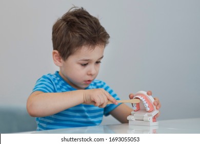 Close-up model of a human jaw with white teeth. little boy learns to brush his teeth with dental jaw layout.