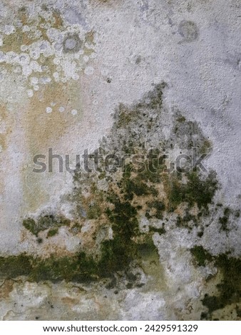 A Close-Up of Mold Fungus on a wall surface. The sizable wet spot serves as a canvas for the vibrant hues of green and gray mold, creating an intriguing interplay of colors and textures 