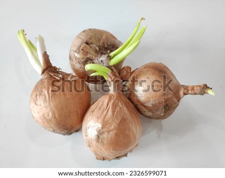 closeup of moldy yellow onion with green sprouts in isolated on a white background.