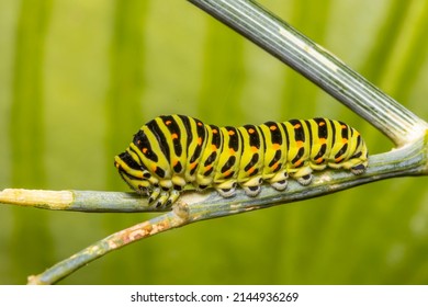 Nahaufnahme einer Monarchschmetterlingskateräule (Danaus plexippus), die auf Blättern ernährt wird.