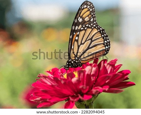 Close-up of monarch butterfly (Danaus plexippus ) sipping nectar from red zinnia