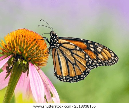 A closeup of a monarch butterfly (Danaus plexippus) feeding on a large coneflower on a bright sunny summer day with blurred background