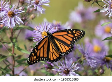 Closeup of Monarch Butterfly feeding on nectar from purple Aster flowers during fall migration,Ontario,Canada, Scientific name is Danaus plexippus. - Shutterstock ID 1968313885