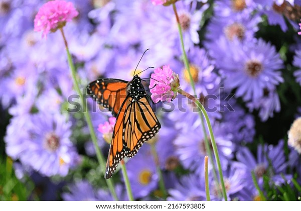 Close-up Monarch butterfly sucking nectar from vivid colored flower with soft focus purple flowers in the background. 