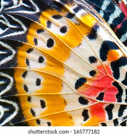 Close-up Of An Monarch Butterfly Wing