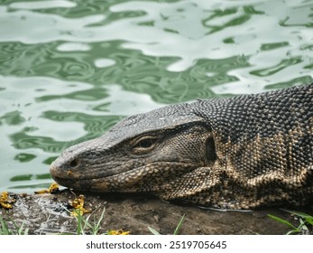 A close-up of a monitor lizard in Lumphini Park, Bangkok, Thailand. The detailed scales and features of this reptile are beautifully captured. - Powered by Shutterstock