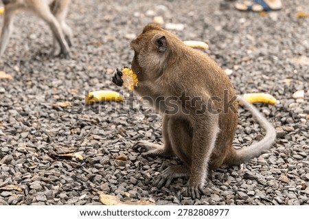 Close-up of a monkey eating corn on a gravel ground, with shallow depth of field and soft natural lighting.