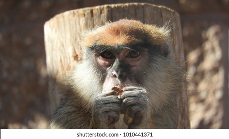 Closeup Monkey Eating Peanuts Looking On Stock Photo 1010441371 ...