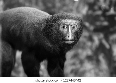 Closeup of a monkey with forest background