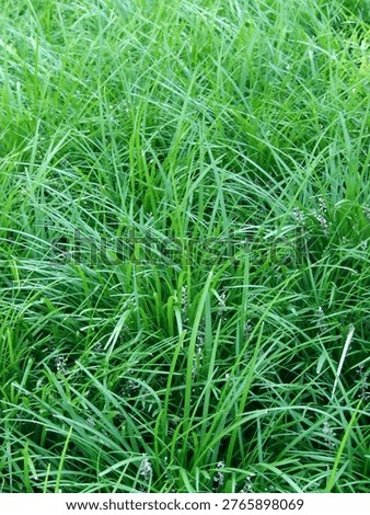 A close-up of monkey grass gone to seed. Tiny lavender flowers are visible growing from the center of the grass clusters. Central Park New York 2009