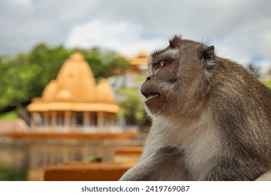 Close-up of Monkey Near Mauritius Temple - Powered by Shutterstock