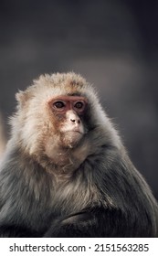 A closeup of a monkey on a blurred background