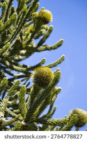 Close-Up Of Monkey Puzzle Tree Branches With Spherical Cones Against Blue Sky In Chile Park