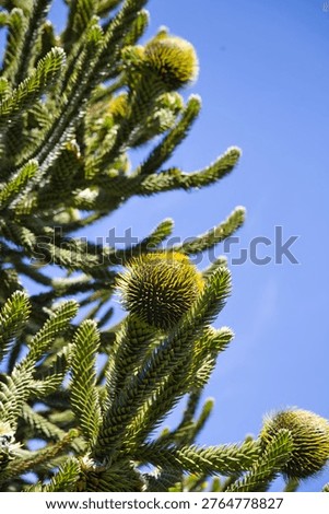 Close-Up Of Monkey Puzzle Tree Branches With Spherical Cones Against Blue Sky In Chile Park