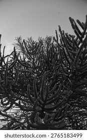 Close-Up Of A Monkey Puzzle Tree Canopy In A Chilean Park, Dramatic Black-And-White Perspective