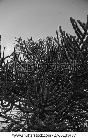 Close-Up Of A Monkey Puzzle Tree Canopy In A Chilean Park, Dramatic Black-And-White Perspective