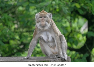 Close-up of a monkey sitting on a tree branch, looking forward. Focus on wildlife behavior in a natural habitat. Concept of animal portrait, nature, and jungle life.