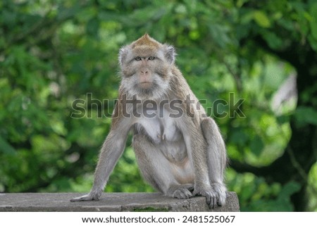 Close-up of a monkey sitting on a tree branch, looking forward. Focus on wildlife behavior in a natural habitat. Concept of animal portrait, nature, and jungle life.
