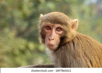 Closeup Of A Monkey At A Temple In India Stock Photo