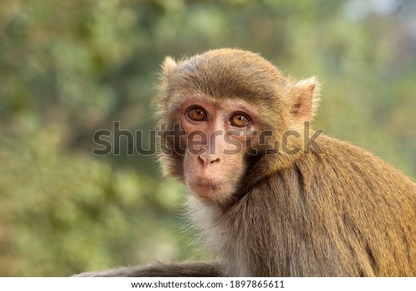 Closeup Of A\
Monkey At A Temple In India Stock\
Photo