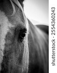 A close-up monochrome shot of a palomino quarter horse