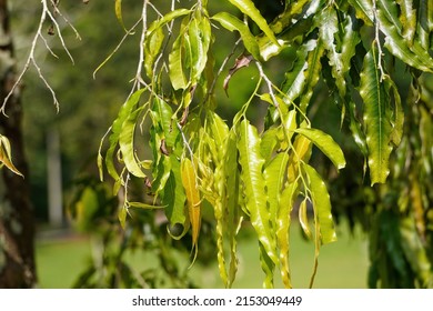 A Closeup Of The Monoon Longifolium Leaves  The False Ashoka, Polyalthia Longifolia 