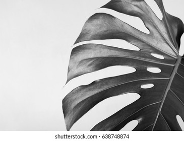 Close-up of the monstera leaf. Abstract composition. Black and white photography.