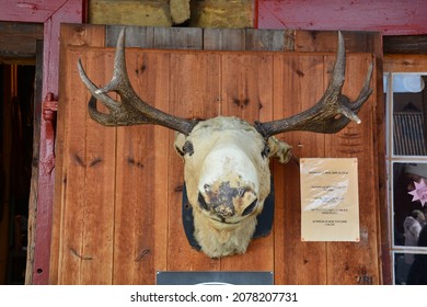 A Closeup Of A Moose Head On A Wooden Cabin Wall