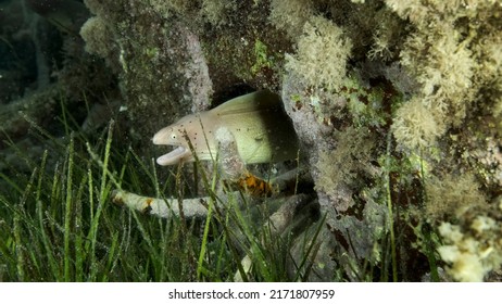 Close-up Of Moray Lie In The Coral Reef. Geometric Moray Or Grey Moray (Gymnothorax Griseus) On Seagrass Zostera. Red Sea, Egypt