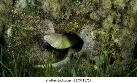 Close-up Of Moray Lie In The Coral Reef. Geometric Moray Or Grey Moray (Gymnothorax Griseus) On Seagrass Zostera. Red Sea, Egypt