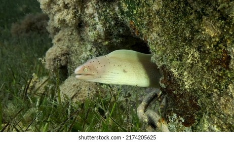 Close-up Of Moray Lie In The Coral Reef. Geometric Moray Or Grey Moray (Gymnothorax Griseus) On Seagrass Zostera. Red Sea, Egypt