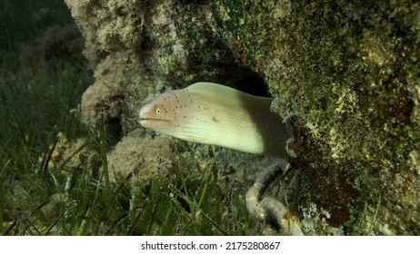 Close-up Of Moray Lie In The Coral Reef. Geometric Moray Or Grey Moray (Gymnothorax Griseus) On Seagrass Zostera. Red Sea, Egypt