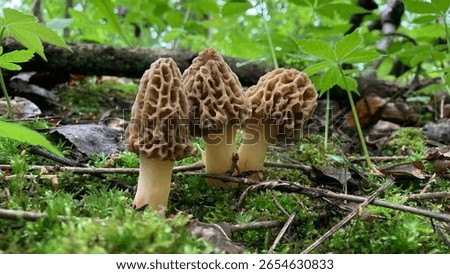 A closeup of morels in the forest